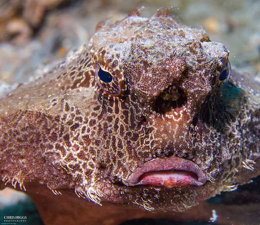 Shortnose Batfish - 1