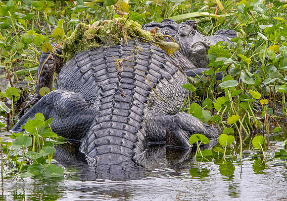 Florida Alligator - Lying in Wait