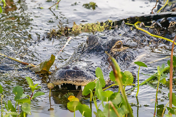 Florida Alligator - Lying in Wait  - 4