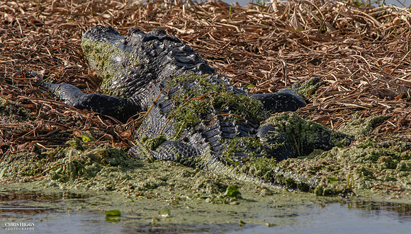 Florida Alligator - Lying in the Winter Sun