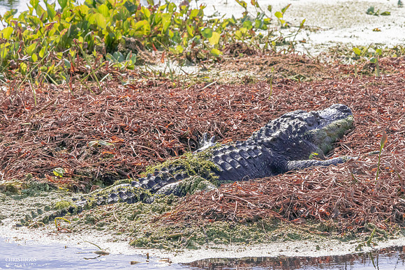 Florida Alligator - Lying in the Winter Sun - 1