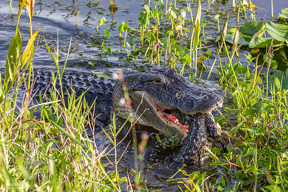 Florida Alligator - Attacking Young Gator - 1