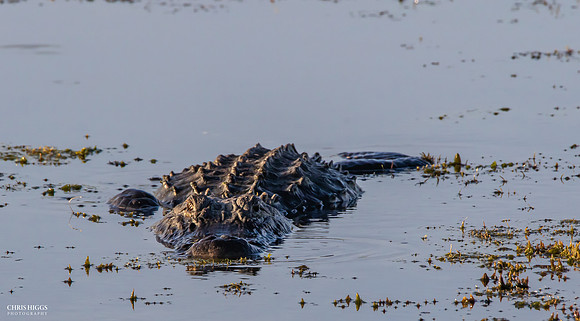 Florida Alligator - Lying in Wait  - 1