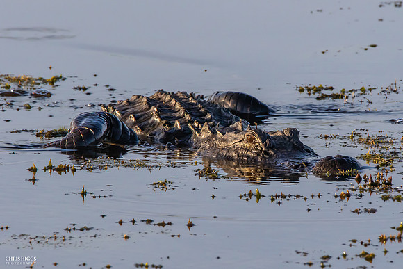 Florida Alligator - Lying in Wait  - 2