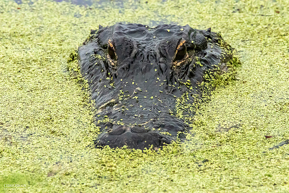 Florida Alligator - Lying in Wait  - 3