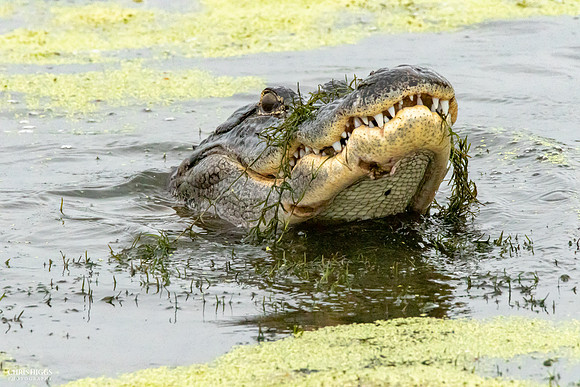 Florida Alligator - Catfish for Lunch