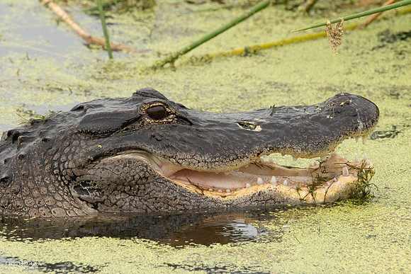 Florida Alligator - Catfish for Lunch - 2