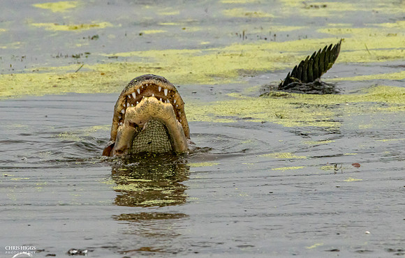 Florida Alligator - Gorging  on Catfish for Lunch