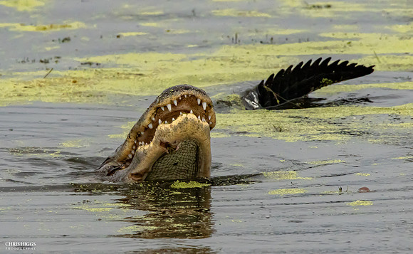 Florida Alligator - Catfish for Lunch - 6