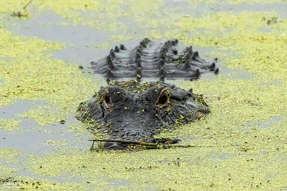 Florida Alligator - Lying in Wait  - 5