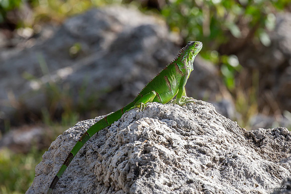 keys Iguana-102