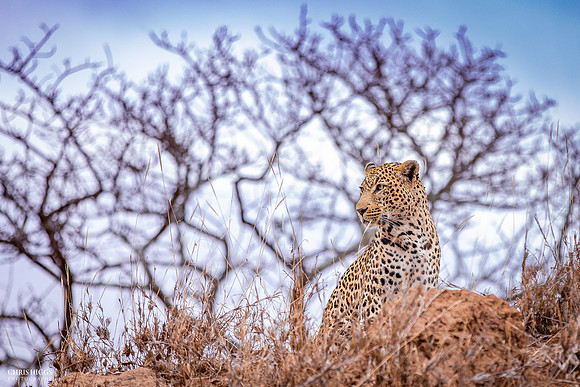 Sabi Sands Leopard - 2
