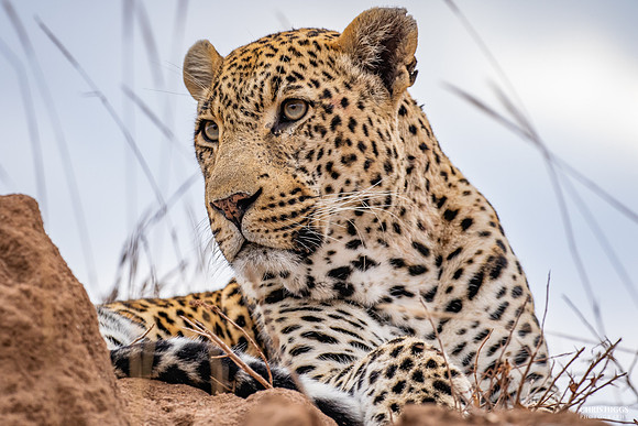 Leopard on Anthill