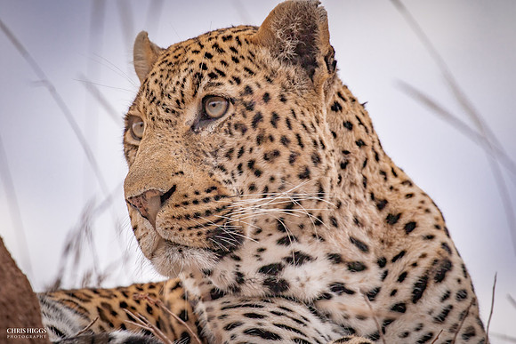 Leopard Observing
