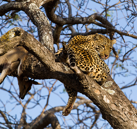 Leopard Protecting its Kill