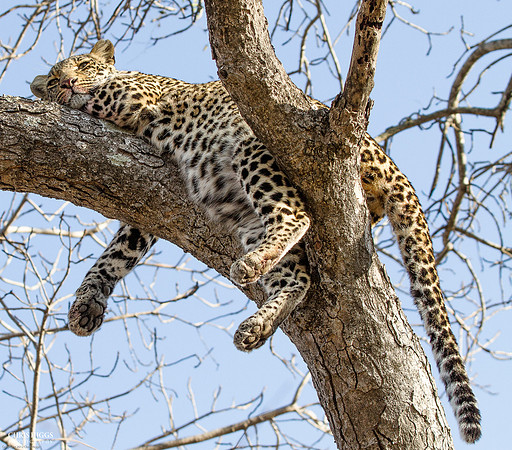 Leopard Resting after Feeding