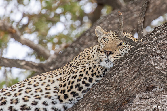 Leopard Lean