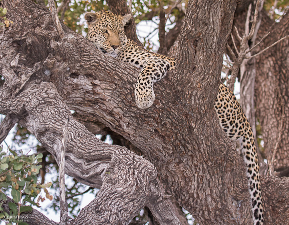 Lounge Leopard - Tree Cradle