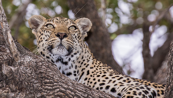 Leopard Resting after Hunt
