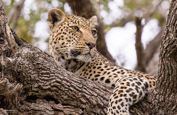 Leopard Tree Hammock