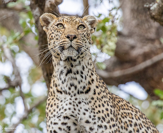 Leopard Danger Near