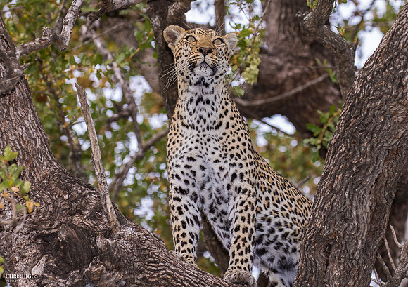 Leopard Danger Alert