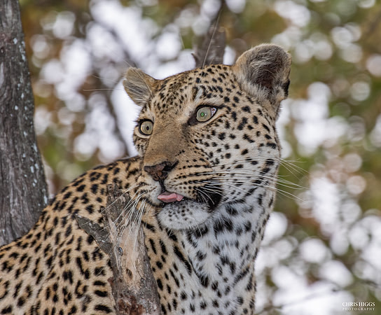 Leopard on Alert