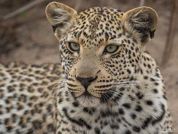 Young Leopard on Alert
