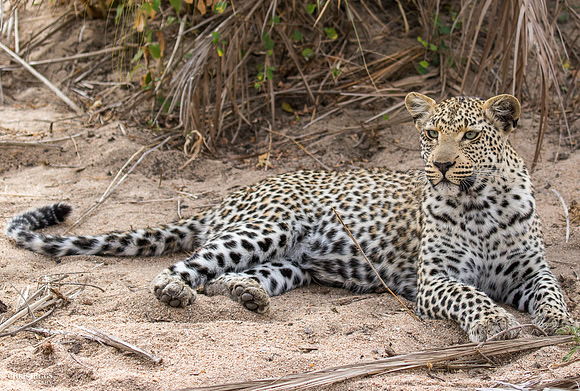 Young Leopard  at Waters Edge