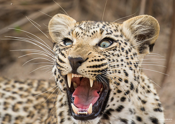 Young Leopard Practicing its Angry Face