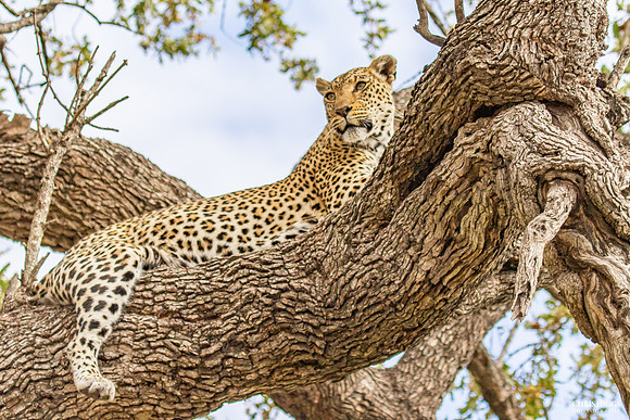 Leopard Resting after Hunt -2