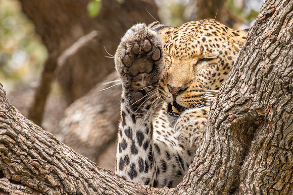 Young Leopard Early Morning Nap