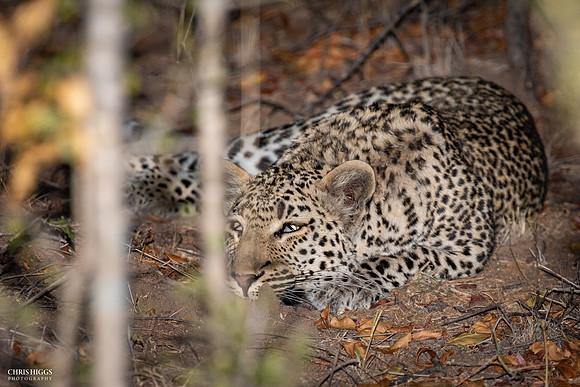 Early Morning Forest Rest - Leopard
