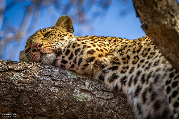 Leopard in tree 2