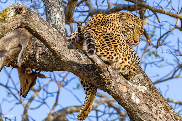 Leopard in tree 3