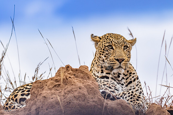 Sabi Sands Leopard
