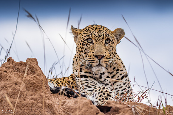Leopard Anthill Observations