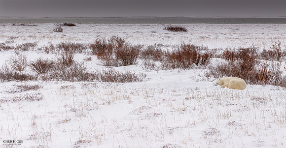 Polar Panorama
