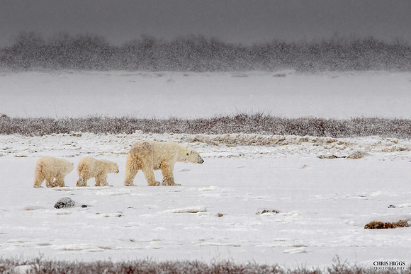 Polar Search
