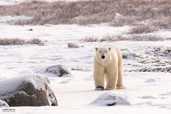 Roaming Polar Bear  - 2