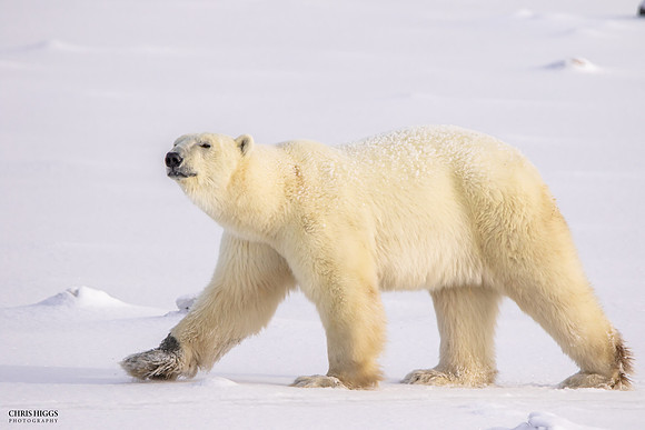 Roaming Polar Bear