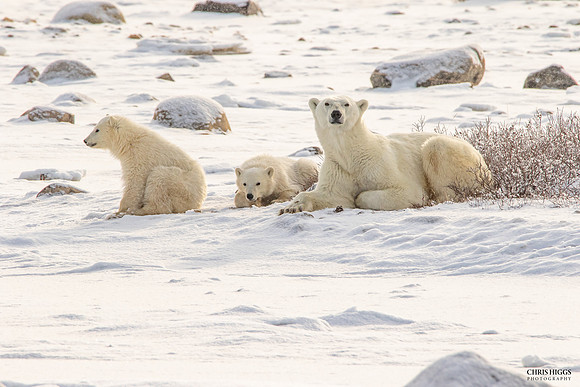Polar Bear Time Out