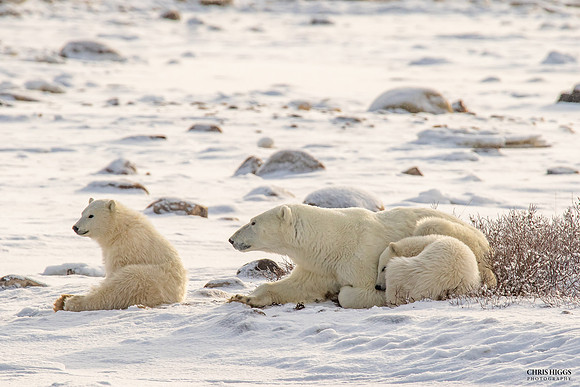 Polar Bear Pooh Bear