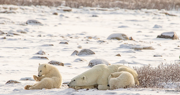 Polar Bear Hygene