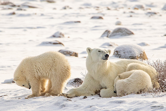 Phew Polar Poo