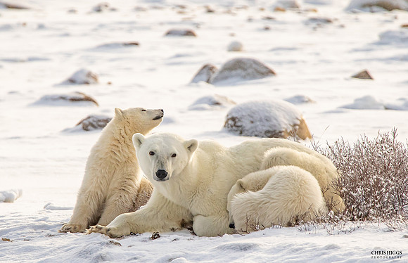 Family Bears