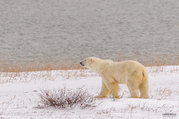 Sea Ice Search