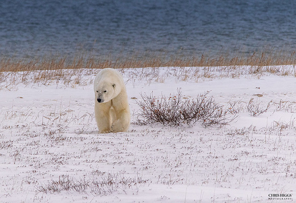 No Ice Yet