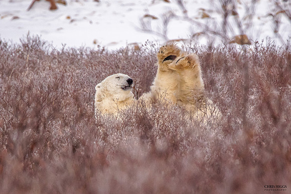 Polar  Bear Yoga
