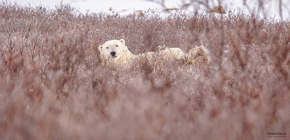 Someone Say Bear